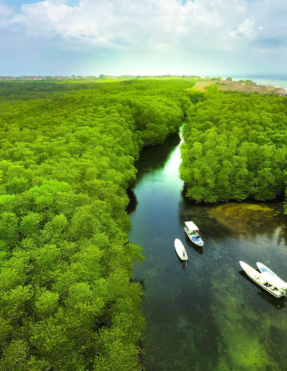 Mangrove Wald Nusa Lembongan